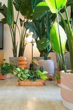 Load image into Gallery viewer, Parts Box M-8 PLANT LOVER TR (Terracotta)