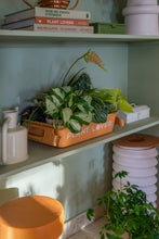 Load image into Gallery viewer, Parts Box M-8 PLANT LOVER TR (Terracotta)