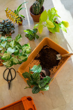 Load image into Gallery viewer, Parts Box M-8 PLANT LOVER TR (Terracotta)