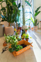 Load image into Gallery viewer, Parts Box M-8 PLANT LOVER TR (Terracotta)